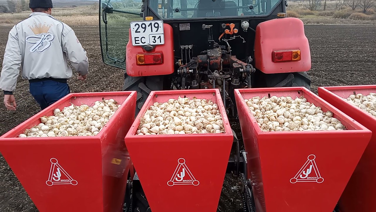 Семенной чеснок на 2022 год