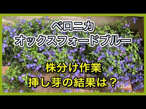 園芸 ベロニカの土下座