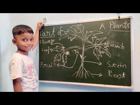 Parts of a plant 🌳||  English part of a plant || #kushagra #kids #education #children