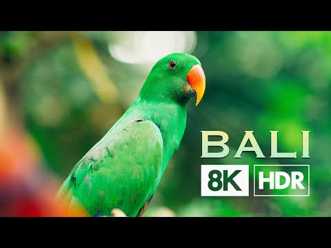 Enjoy the Stunning Sights of Bali in Crystal Clear HD