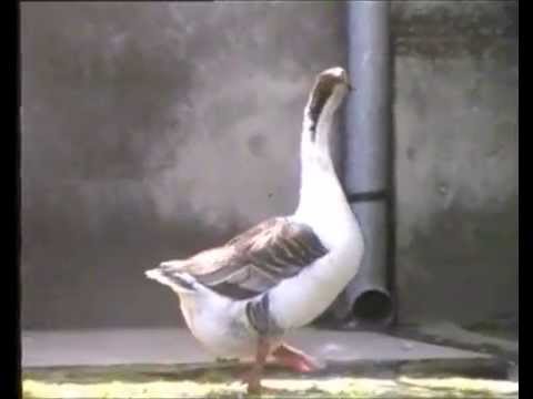 PISNJA BAČVANJA - Dzivocka grupa Doma kulturi Ruski Kerestur