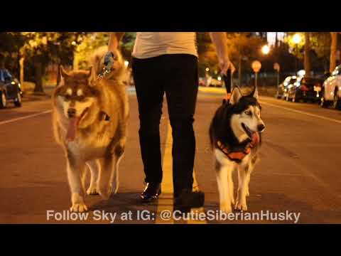 Gang team with two giant wolf dogs