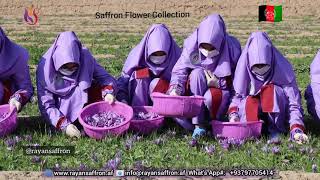 مرحلة جمع زهرة الزعفران