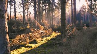 Download lagu cinematic alam |story wa cinematic sawah 30 detik| cinematic alam selamat pagi. mp3