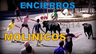 preview picture of video 'Encierro en Molinicos 2014(segunda dia)'