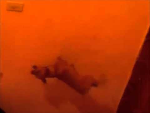 CONDICIONAMIENTO PERRO CHIHUAHUA