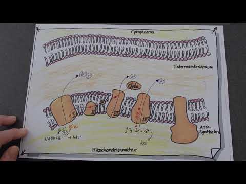 Atmungskette - kurz erklärt