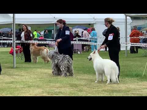Bergamasco Fiona - Southern Counties Championship Show 2021