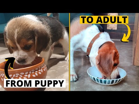 Beagle Feeding Guide: From Puppy to Adult (Everything You Need to Know!)
