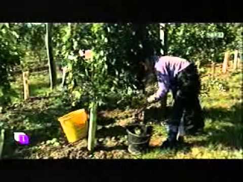 Wein Chardonnay Alphart