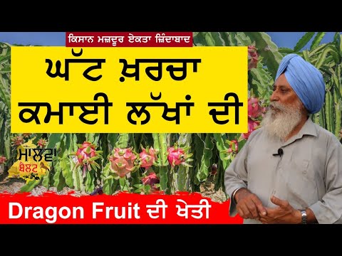ਘੱਟ ਖ਼ਰਚਾ ਕਮਾਈ ਲੱਖਾਂ ਦੀ | Dragon Fruit ਦੀ ਖੇਤੀ | Malwa Belt | Bhupinder Singh