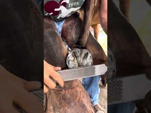 Farrier Foot Trimming