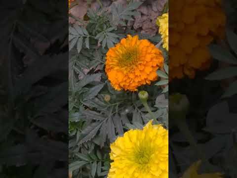 beauty full yallow flowers