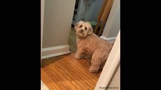 Download lagu Anjing Bersikap Seperti Manusia mp3