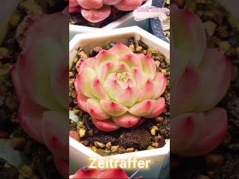 , title : 'Zeitraffer Sukkulenten Blumen Pflanzen Time lapse Succulents plants flower'