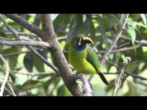 Aulacorhynchus prasinus