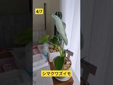 モンステラ・デリシオサと競合する野外クワズイモを維持するにはどうすればよいですか?  庭園