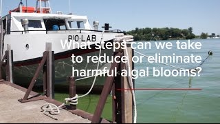 HABs FAQs: What Steps Can We Take to Reduce or Eliminate Harmful Algal Blooms?