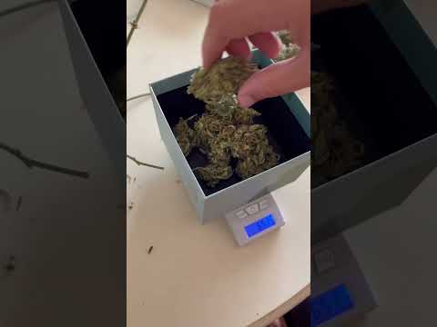 Взвешивание шишек марихуаны перед пролечкой strawberry cheesecake auto 17.47 гр на терассе #weed