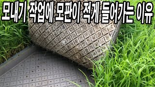 20년차 벼농사꾼의 모내기 작업에 모판이 적게 들어가는 이유
