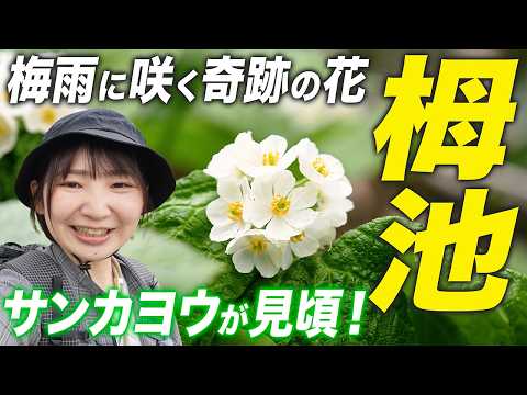 【栂池自然園】奇跡の花サンカヨウが見頃！北アルプスの高山植物を満喫