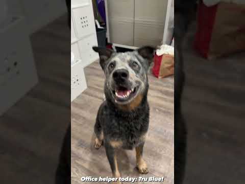 Tru Blue, an adopted Cattle Dog Mix in Rossville, TN_image-1