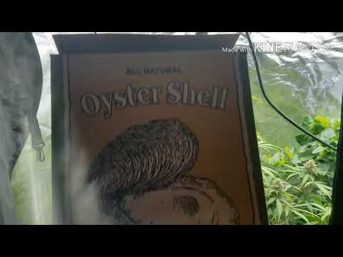 download lagu mp3 mp4 Shell Meal, download lagu Shell Meal gratis, unduh video klip Shell Meal