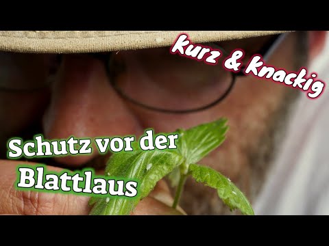 Kurz & Knackig Mein Schutz gegen Blattläuse