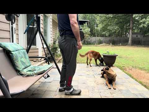 Nero și Lesye se bat pentru jucării Belgiano Malinois Dog Malinois dog Belgianois select surprize