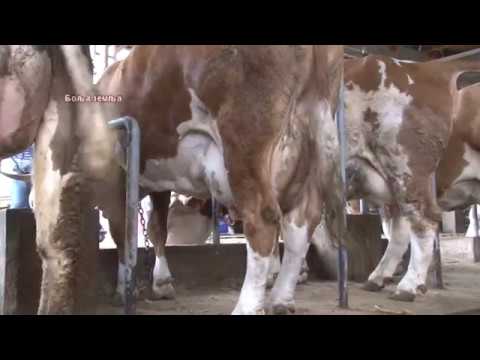 Gebi koncentrat za krave popularan i na jugu