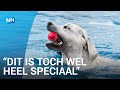 Honden nemen zwembad over aan einde van het seizoen