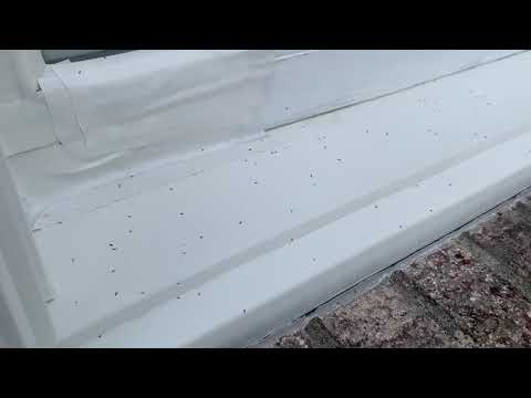 Springtails All Over the Windows