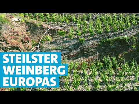 So klappt die Winzerarbeit im steilsten Weinberg Europas