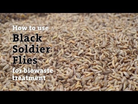Anleitung zur BSF-Bioabfallbehandlung – Schritt für Schritt