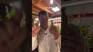 Download lagu Propagating Dahlia Tubers is SO EASY! #garden #dahlias #propagation mp3 Download lagu Propagating Dahlia Tubers is SO EASY! #garden #dahlias #propagation mp3