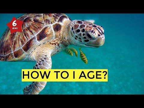 How Do Animals Grow Up? The Amazing Journey of Animal Aging! (Kids)