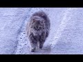 The Cat Runs To Me And Gray Cat Meowing