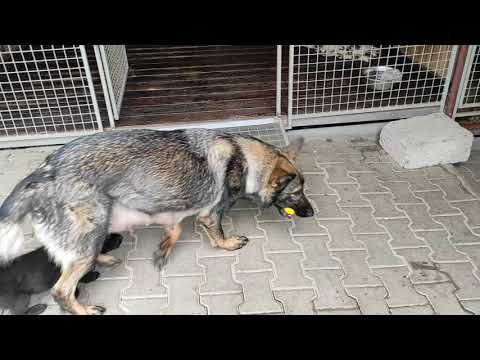 Vrh"O" 5. týdenní štěňátka - Karo z údolí Úpy x Kira Filko Morava