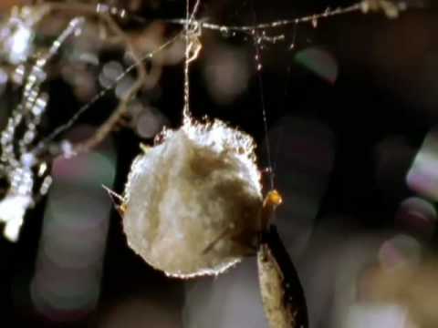 Animal Weapons - Fatal Attraction