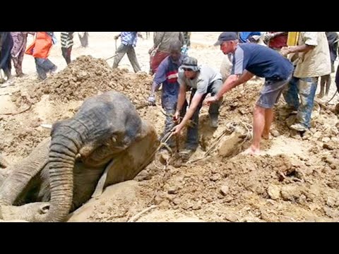 Google Earthヒーロー：象を保存 (Google Earth Hero: Save The Elephants)