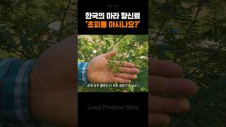 혀 얼얼한 한국의 마라 향신료.. 초피 본 적 있나요?