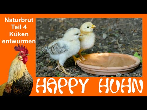 , title : 'E144 Küken entwurmen, impfen und an andere Hühner gewöhnen HAPPY HUHN Naturbrut Teil 4 Kükenaufzucht'