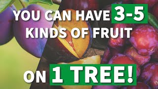 Multi-Fruit Trees from Fast-Growing-Trees.com