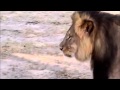 Cecil The Lion Sleeps Tonight 