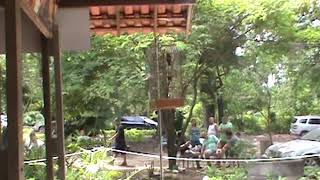 Curió La Capila - 1º lugar com repetição