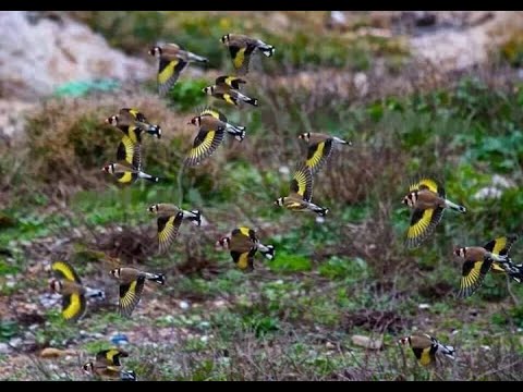 La canción de motivación más fuerte hace que el jilguero cante sin interrupción.