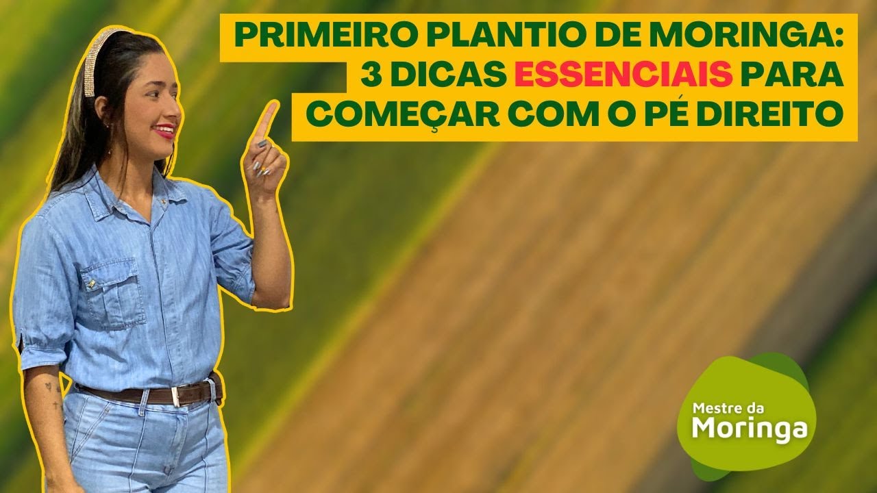 Como plantar moringa da forma certa ?
