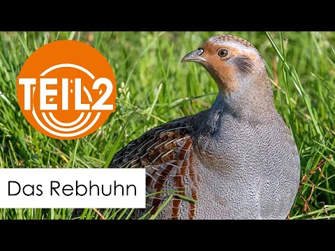 Vögel erkennen: Das Rebhuhn (Vogel des Jahres 2026) | Wildvogelverzeichnis – Teil 2
