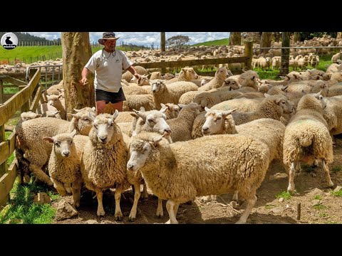 , title : 'La granja ovejas más grande Nueva Zelanda - Millones de ovejas reciben así cuidados especiales'