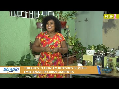 TerraÌrios: plantas em depoÌsitos de vidro embelezam e decoram 15 10 2021